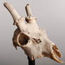 animal-skull-19