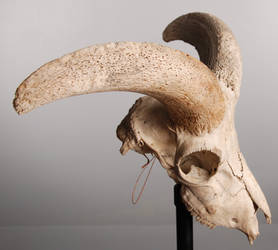 animal-skull-11