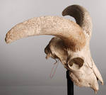 animal-skull-11