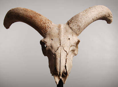 animal-skull-06