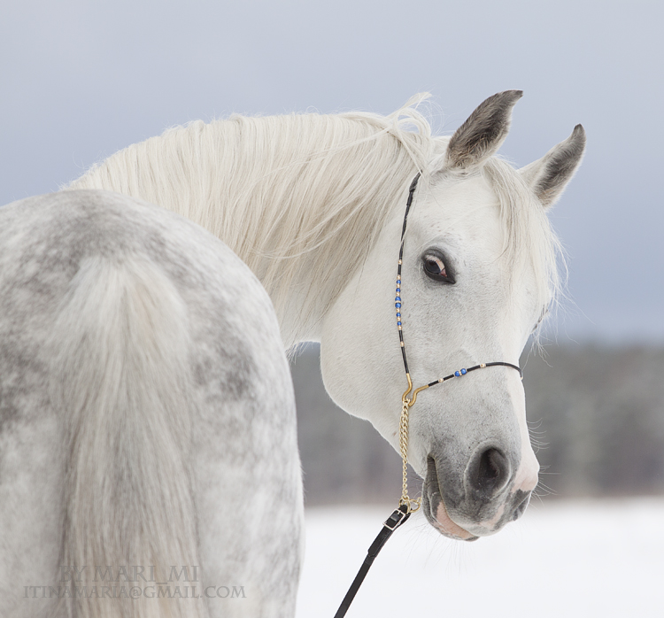 arabian winter