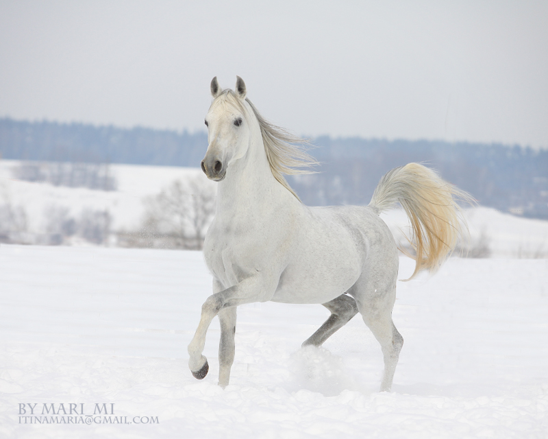 white arabian