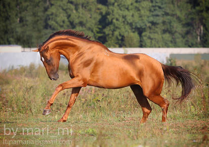 golden horse