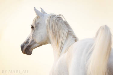 arabian sunset