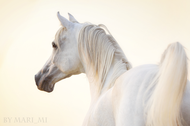 arabian sunset