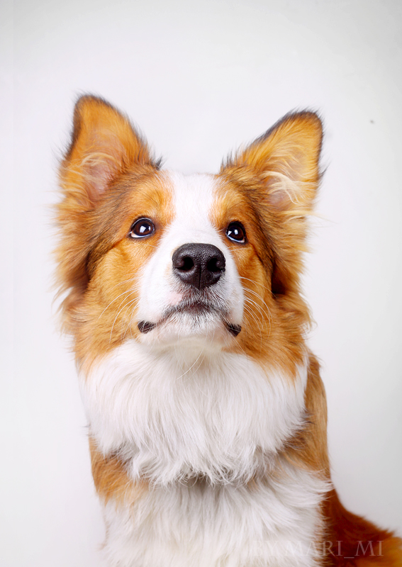 Ray the border collie