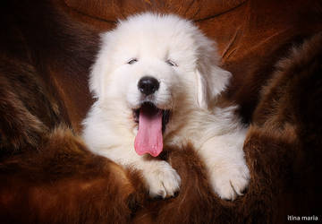 yawning maremma puppy