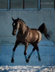 dressage horse