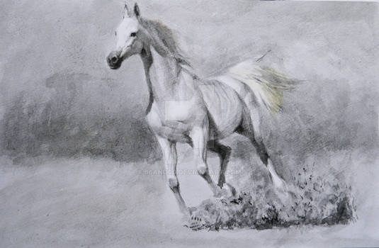 Horse ( I )
