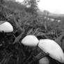 Mushrooms In The Rain