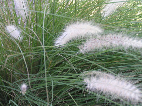 Wheat Grass Brush