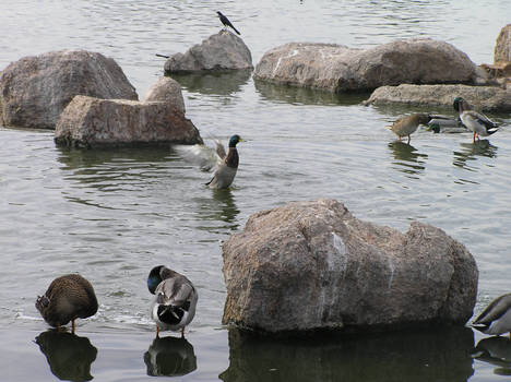 Duck Settling in Pond