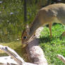 Bambi Drinking