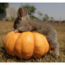 Rabitt with pumpkin