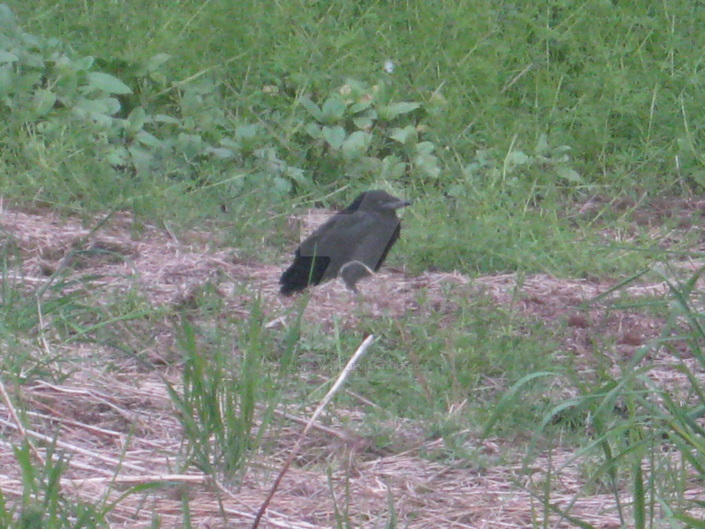 Guarding the grave 2