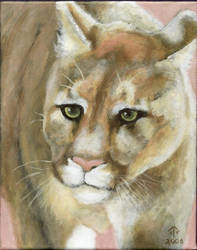 Cougar Portrait