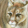 Cougar Portrait