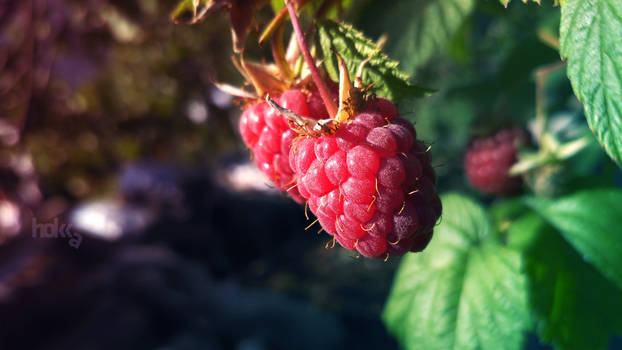 Raspberry | Macro