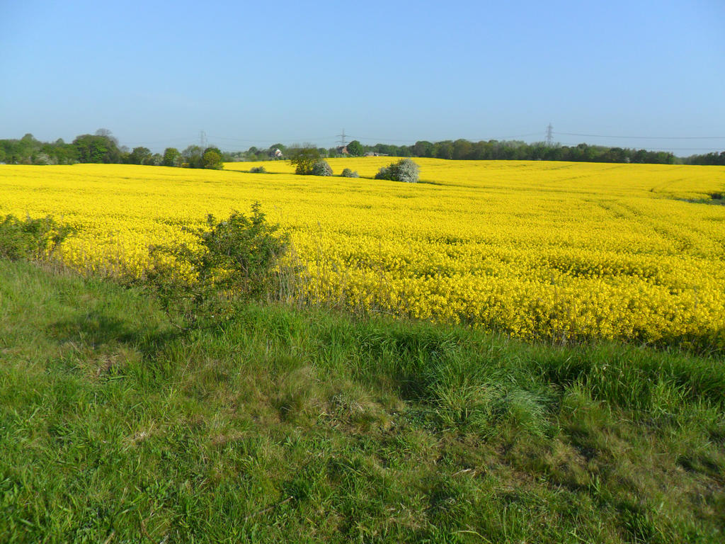 fields of yellow...