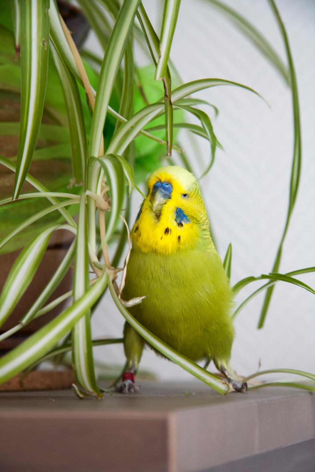 Eating Spider Plants