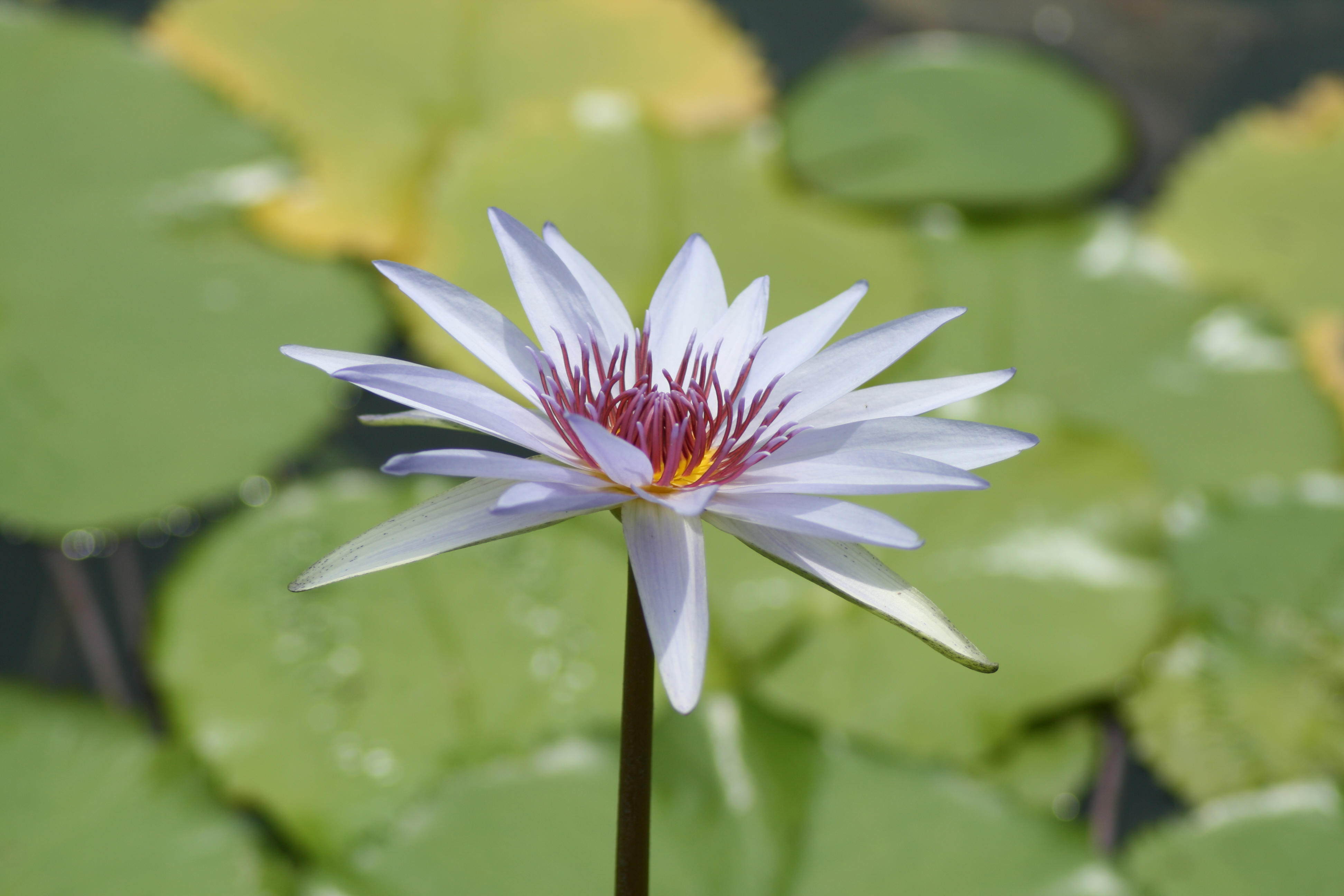 white flower I