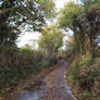 Leaf filled lane