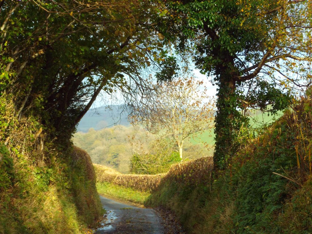 Leafy lane