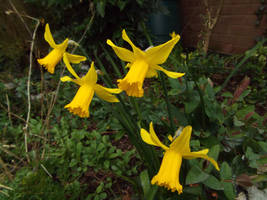 Golden daffodils