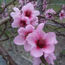 Peach blossom 2