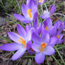 Crocus