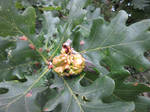 Acorn Knopper gall