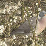 Pigeon in plum blossom