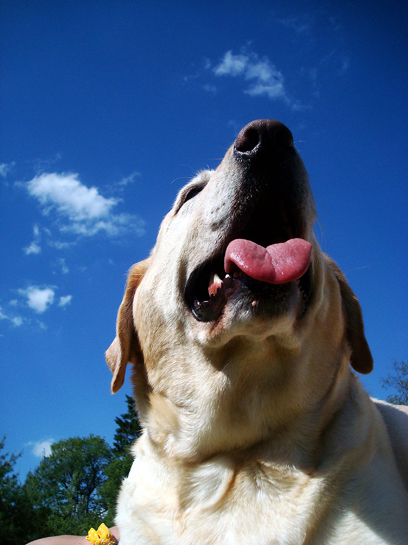 dog days of summer