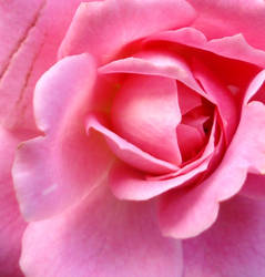 Pink Rose