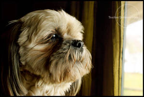 Wilson the Shihtzu