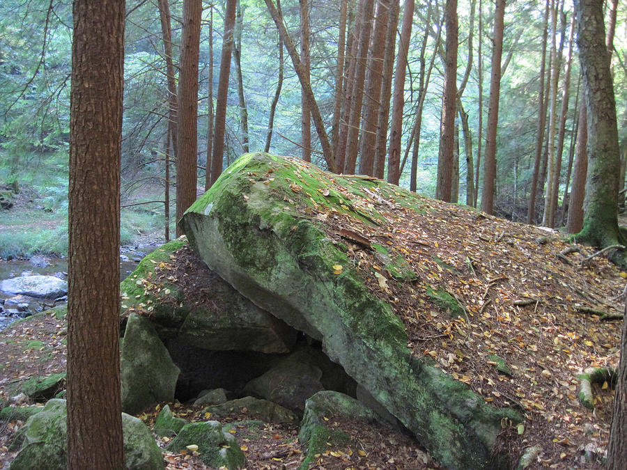 Forest 8 by Salamander-Stock