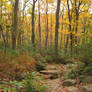 Fall Forest 5