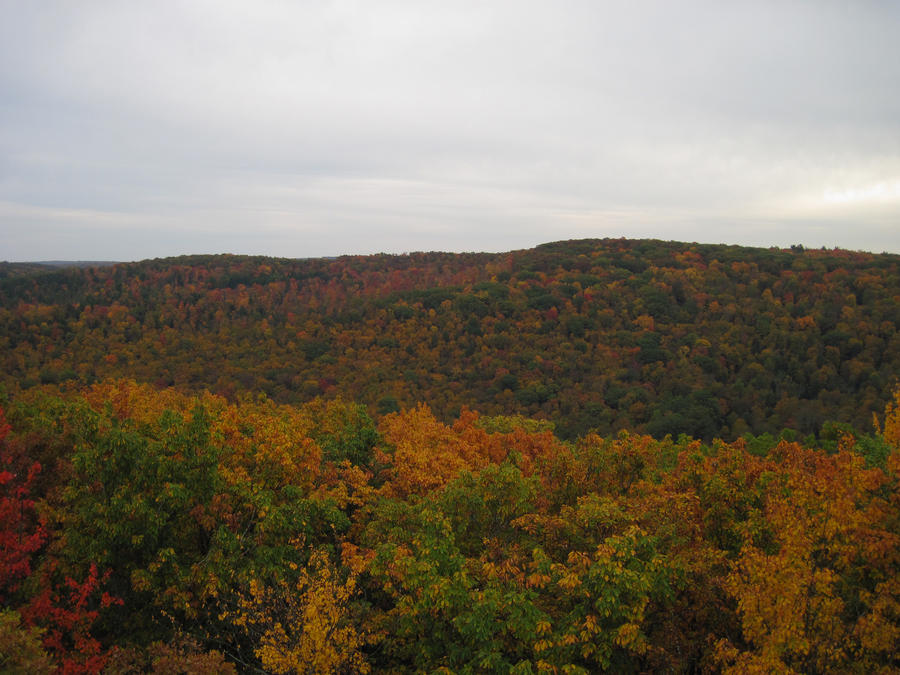 Fall Forest From Above 4