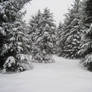 Pine Tree Forest Winter 1
