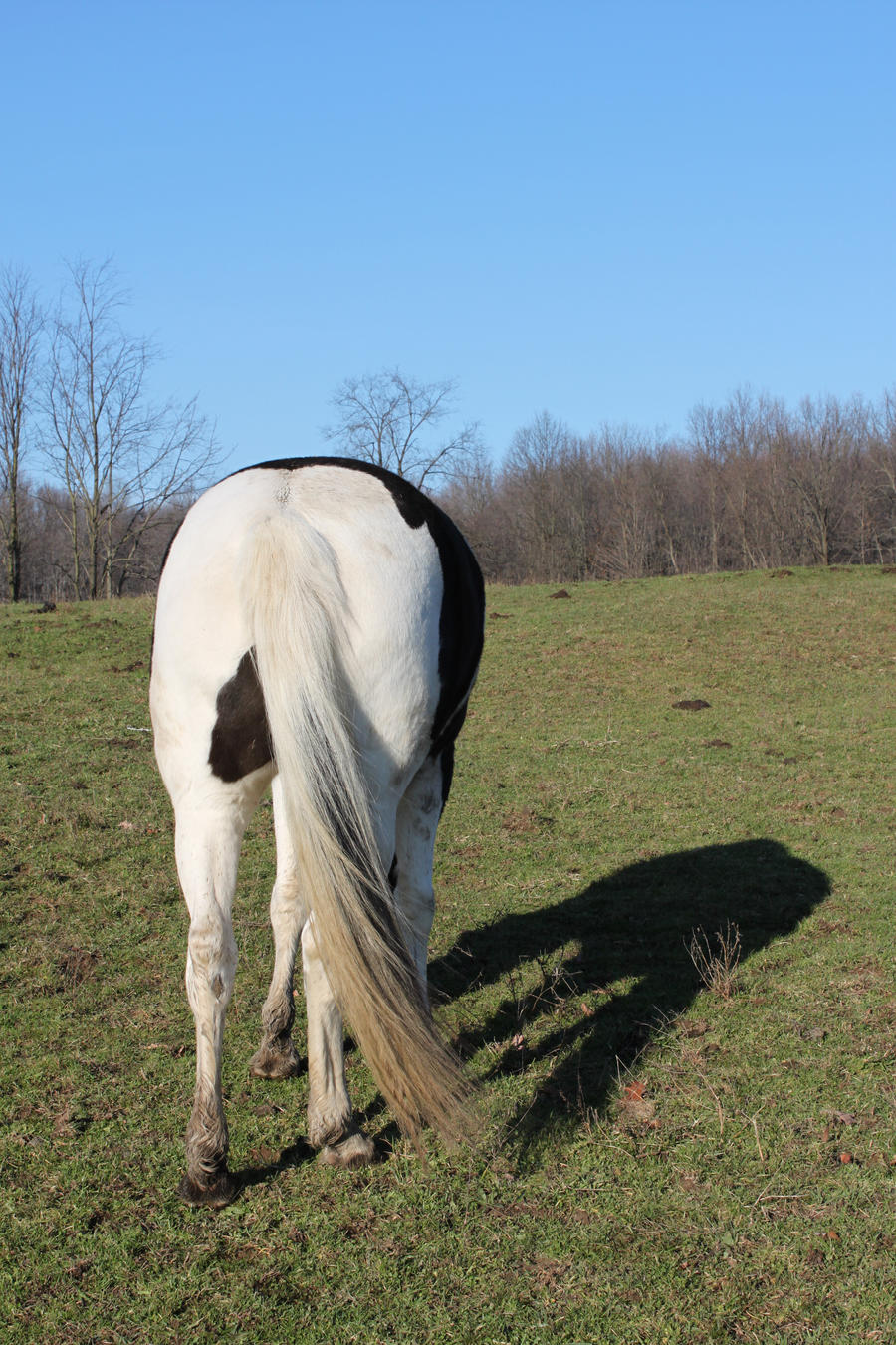 Paint From Behind Grazing