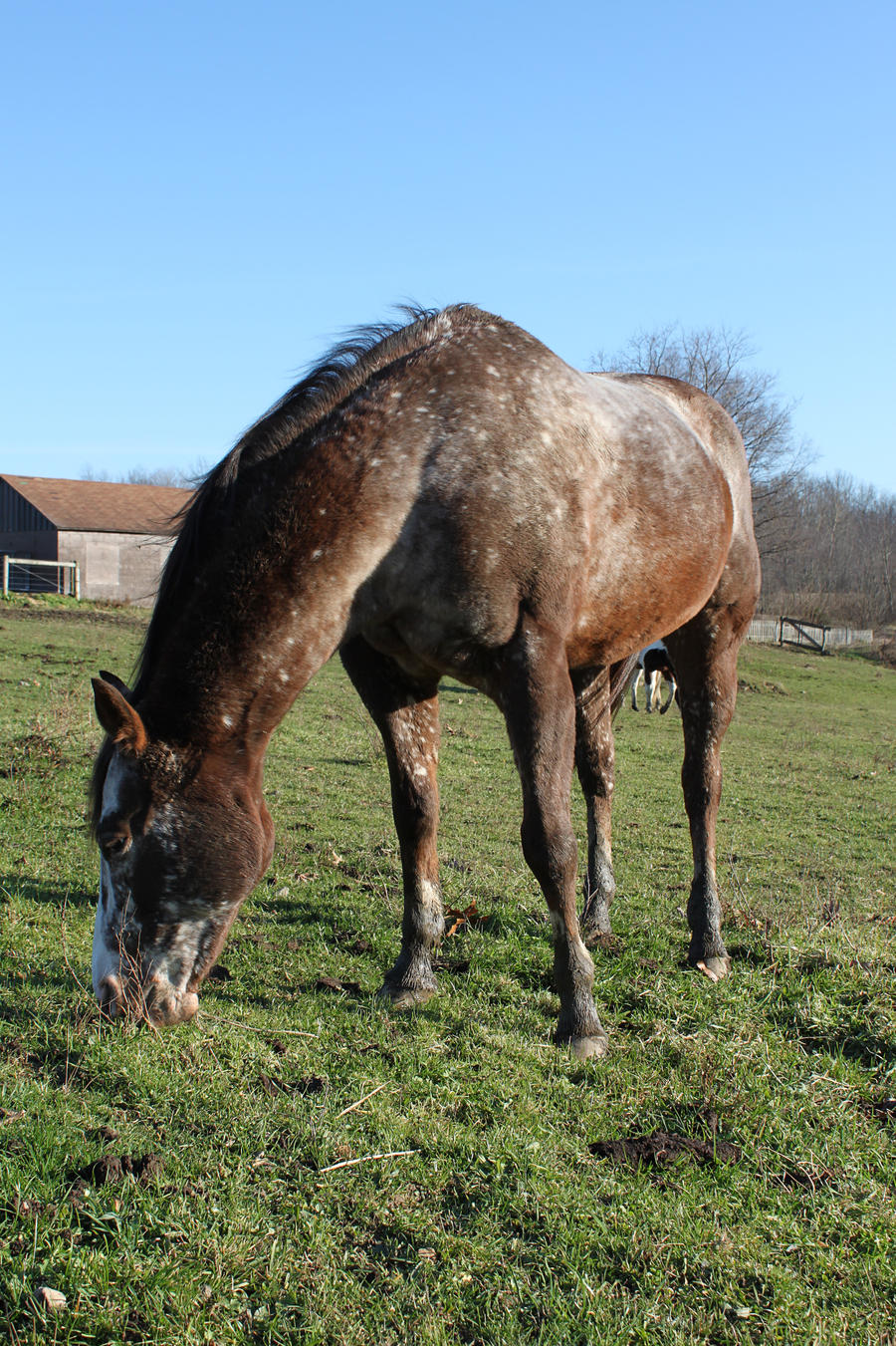 Appaloosa Grazing-Front