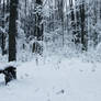 Winter Forest 3