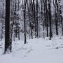 Winter Forest 5