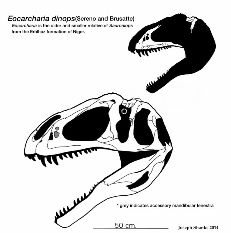 Eocarcharia dinops