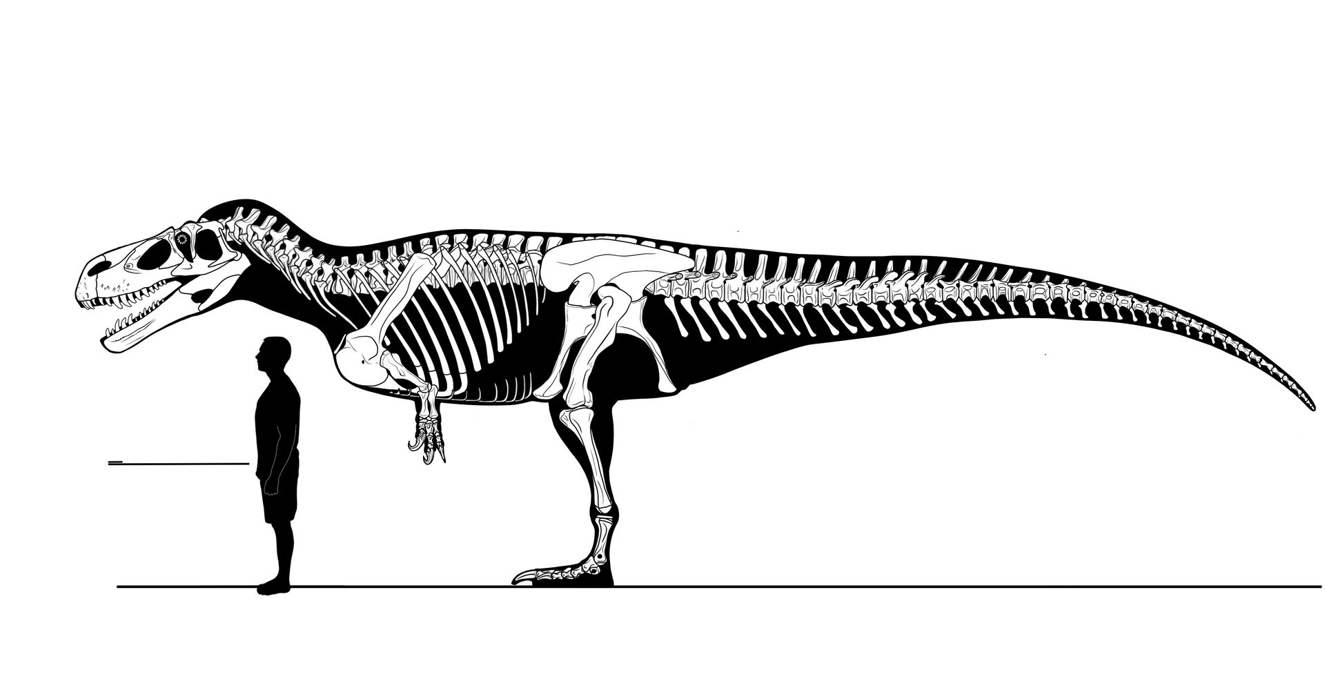 Torvosaurus tanneri