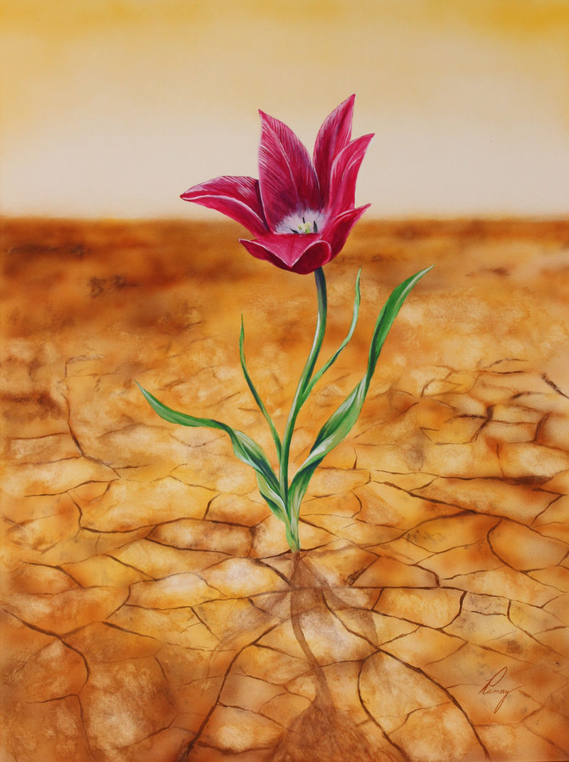 Desert Tulip