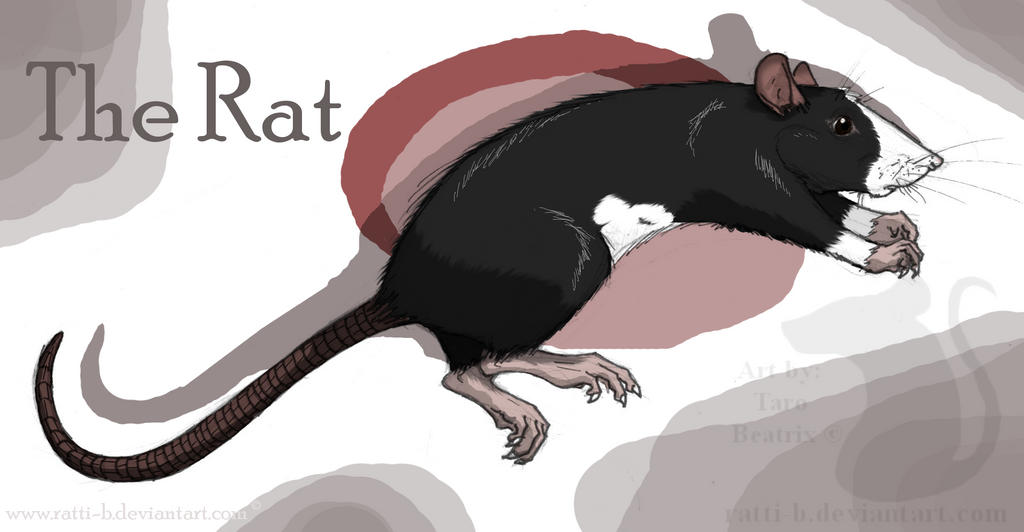 Rat Deviantart The Rat II. by Ratti-B on DeviantArt