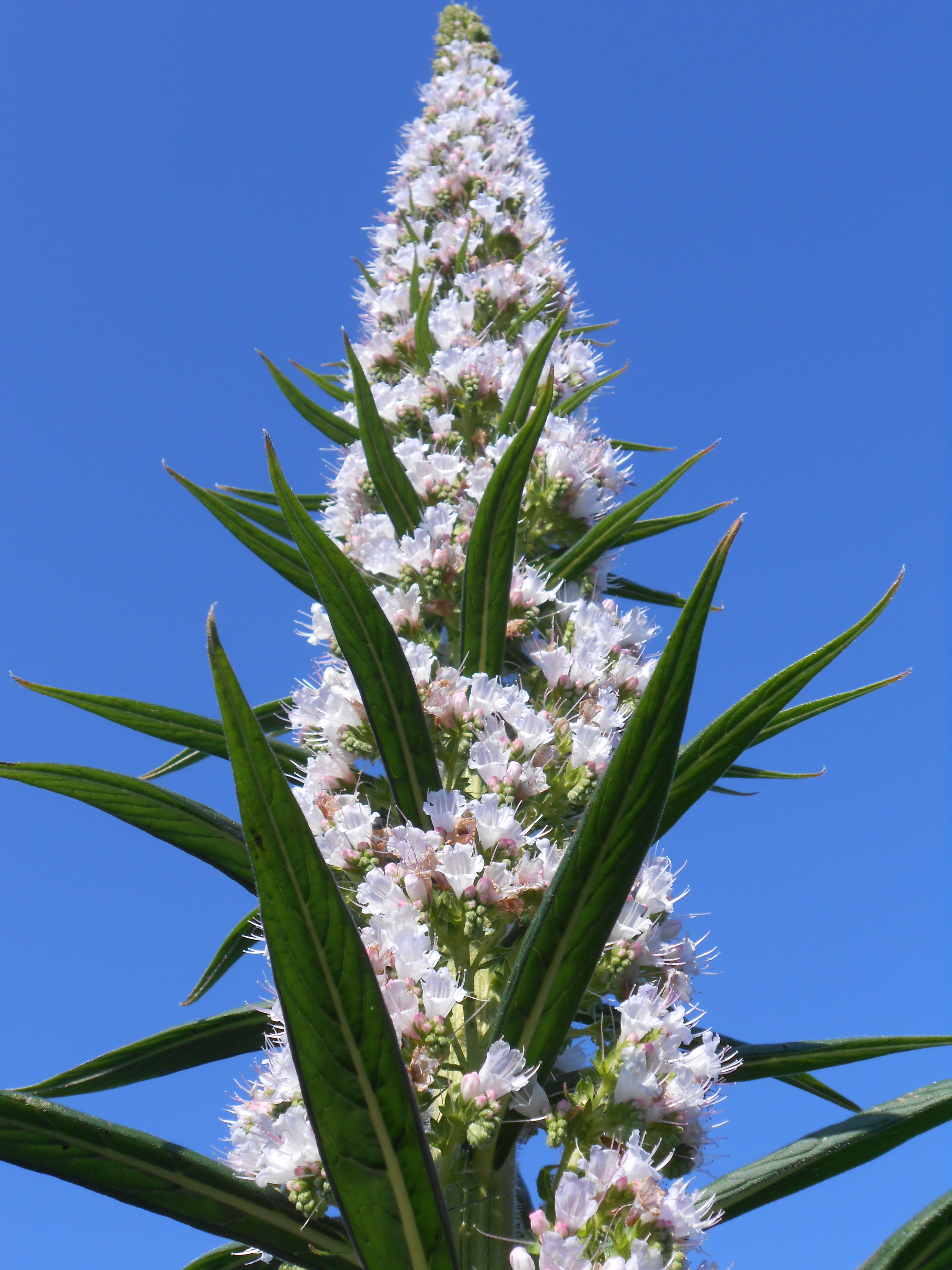 Echium plant