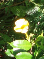 Yellow Flower