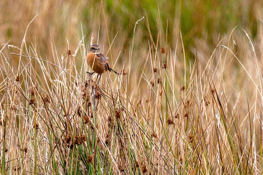 Stonechat